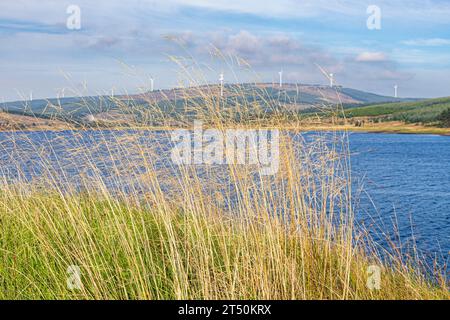 Alte erbe che soffiano al vento accanto a Loch Lussa con un parco eolico sullo sfondo sulla penisola del Kintyre, Argyll & Bute, Scozia Regno Unito Foto Stock