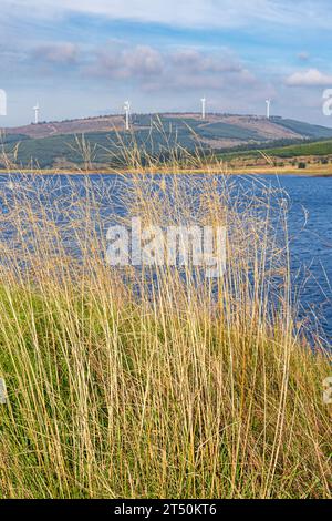 Alte erbe che soffiano al vento accanto a Loch Lussa con un parco eolico sullo sfondo sulla penisola del Kintyre, Argyll & Bute, Scozia Regno Unito Foto Stock