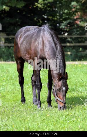 23.08.2023, Roedinghausen, Nordrhein-Westfalen, GER-Pferd beim Grasen auf der Koppel. Gestuet Auenquelle. Pferd, Soldier Hollow, Weide, Koppel, fressen, Nahrungsaufnahme, grasen, Haltung, Pferdehaltung, Jahreszeit, Sommer 230823D014AUENQUELLE.JPG *** 23 08 2023, Roedinghausen, Renania settentrionale-Vestfalia, GER equitazione al pascolo nel paddock Gestuet Auenquelle Horse, Soldier Hollow, Pasture, paddock, mangiare, assunzione di cibo, pascolo, allevamento, allevamento di cavalli, stagione, estate 230823D014AUENQUELLE JPG credito: Imago/Alamy Live News Foto Stock