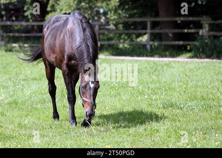 23.08.2023, Roedinghausen, Nordrhein-Westfalen, GER-Pferd beim Grasen auf der Koppel. Gestuet Auenquelle. Pferd, Soldier Hollow, Weide, Koppel, fressen, Nahrungsaufnahme, grasen, Haltung, Pferdehaltung, Jahreszeit, Sommer 230823D013AUENQUELLE.JPG *** 23 08 2023, Roedinghausen, Renania settentrionale-Vestfalia, GER equitazione al pascolo nel paddock Gestuet Auenquelle Horse, Soldier Hollow, Pasture, paddock, mangiare, assunzione di cibo, pascolo, allevamento, allevamento di cavalli, stagione, estate 230823D013AUENQUELLE JPG credito: Imago/Alamy Live News Foto Stock