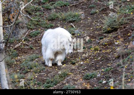 Una capra di montagna maschile su una scogliera rocciosa nel territorio dello Yukon, in Canada. Foto Stock