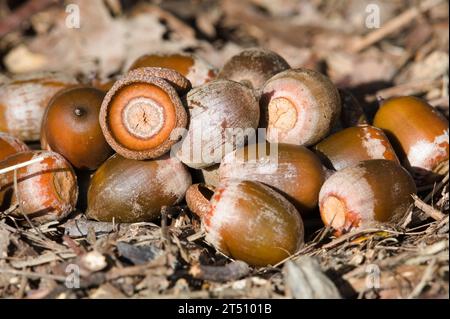 Cumulo di ghiande sotto la quercia in autunno. Natura della repubblica Ceca. Cibo ideale per gli animali. Foto Stock