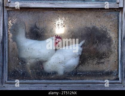 Galline dietro la sporca finestra del pollaio Foto Stock