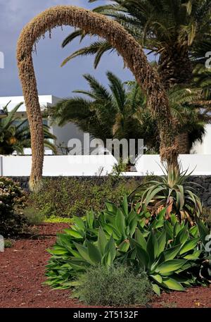 Strana pianta fiorita, agave a coda di volpe o pianta secolare senza spina dorsale (Agave attenuata), fioritura, Playa Blanca, Lanzarote. Presa nel marzo 2023 Foto Stock