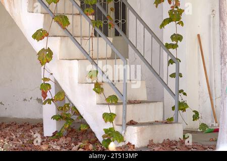 Vecchie scale all'aperto in autunno con viti appese e piante rampicanti che crescono. Esterno di una casa bianca dimenticata con scala in cemento e metallo Foto Stock