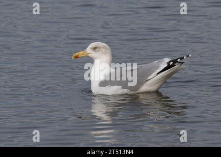 Gabbiano con zampe gialle a riposo sull'acqua, Farmoor Reservoir, Oxon, Regno Unito Foto Stock