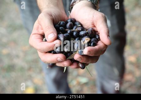 Le mani che mostrano olive mature pronte per essere pressate per fare l'olio in Italia Foto Stock