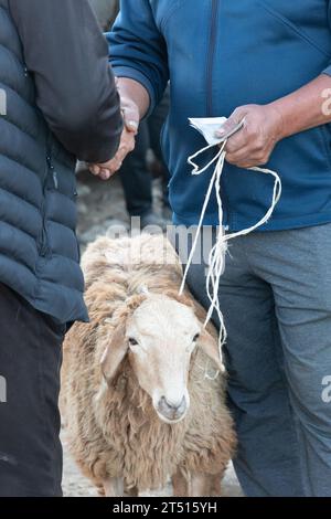 Domenica mercato del bestiame in Karakol, Kirghizistan Foto Stock