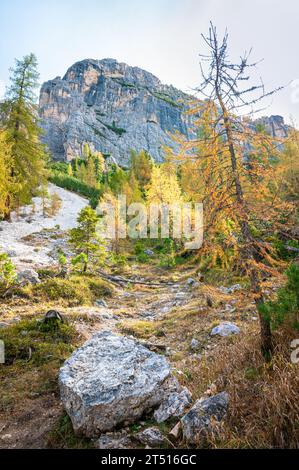 Bosco di larici e pendio di ghiaia nelle Dolomiti Foto Stock