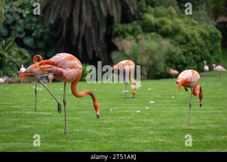 gregge di uccelli fenicotteri rosa che camminano nel parco su prato verde Foto Stock