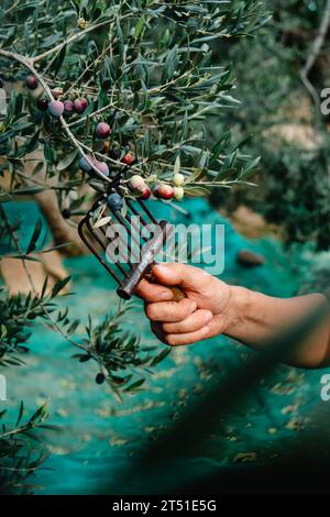 Un uomo sta raccogliendo alcune olive mature arbequina dai rami di un olivo in un uliveto in Catalogna, Spagna Foto Stock