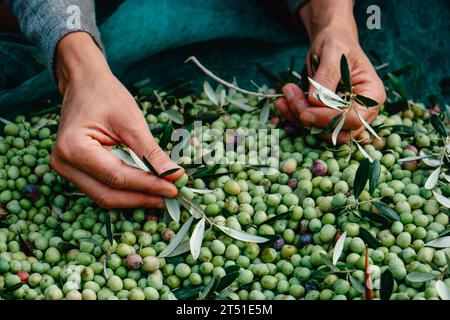 primo piano di un uomo caucasico che rimuove alcune foglie da un mucchio di olive arbequina appena raccolte in un uliveto in Catalogna, Spagna Foto Stock