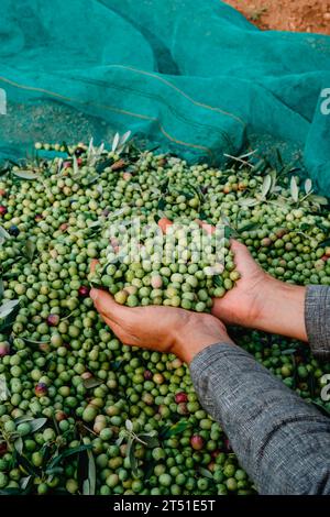 Un uomo afferra un mazzo di olive arbequina appena raccolte durante la raccolta in un uliveto in Catalogna, Spagna Foto Stock