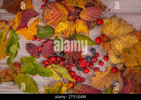 Colora le foglie secche autunnali con frutta di briar rosse su un vecchio tavolo di legno Foto Stock