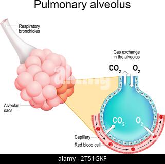 Alveoli polmonari. scambio di gas nei polmoni. Bronchioli respiratori con sacchi alveolari. Sezione trasversale dell'alveolo e del capillare. Siste respiratorio Illustrazione Vettoriale