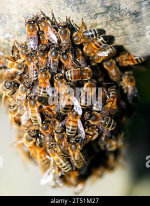 Un piccolo calco di api da miele (Apis) ha sciamato e lasciato il loro alveare e si è insediato su una pietra tombale in un cimitero. Foto Stock