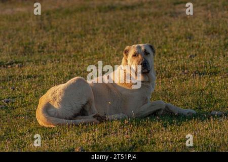 Grande cane da pastore che giace nell'erba in Turchia Foto Stock