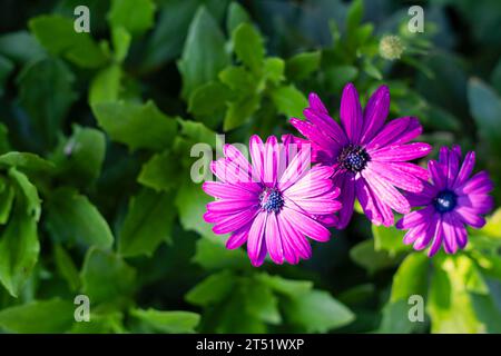 Bellissimo trio viola fiore di margherita africano in fiore in un giardino verde Foto Stock