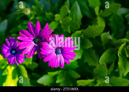 Bellissimo trio viola fiore di margherita africano in fiore in un giardino verde Foto Stock