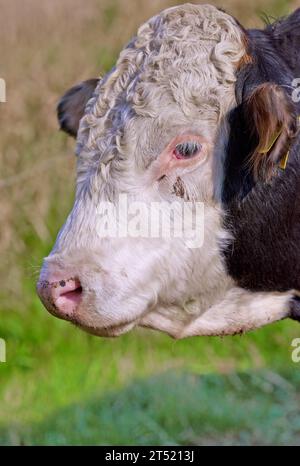 Primo piano di una mucca hereford da sola su un pascolo. Colpo di testa di un triste toro che pascolava su un'erba verde lussureggiante nelle fattorie rurali. Allevare bovini allevati all'aperto per Foto Stock