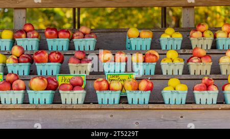 immagine dettagliata di contenitori pieni di mele su scaffali in vendita in una fattoria in acquario Foto Stock