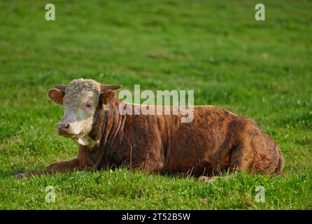 Una mucca hereford seduta da sola al pascolo. Un animale peloso isolato contro l'erba verde su terreni agricoli e terreni agricoli remoti. Crescere dal vivo Foto Stock