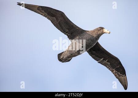 Un Petrel gigante del sud, Macronectes giganteus, nelle Isole Falkland. Foto Stock