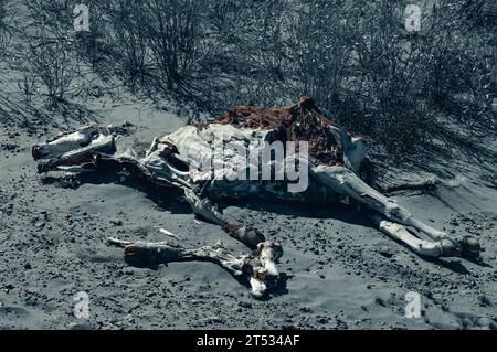 cadavere di una mucca a terra con le ossa esposte Foto Stock