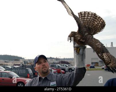 0711069860Y-003 OAK HARBOR, Washington (6 novembre 2007) - Dane Ledbetter, U.S. Department of Agriculture Wildlife Services, detiene un giovane falco dalla coda rossa che è stato intrappolato sulla Boarrd Naval Air Station (NAS) Whidbey Island come parte del programma Bird Aircraft Strike Hazard (BASH). Il programma BASH prevede trappole non letali per catturare gli uccelli e ridurre il rischio di scioperi per aumentare la sicurezza degli aerei. L'uccello verrà rinchiuso e trasferito in un sito di rilascio distante 40 km circa a nord dell'isola NAS Whidbey. Marina degli Stati Uniti Foto Stock