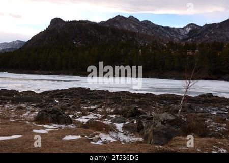 Una giovane betulla solitaria su una sponda rocciosa di un bellissimo fiume ghiacciato circondato da montagne innevate in una soleggiata serata invernale. Fiume Katun, Altai, si Foto Stock