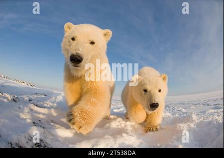 Orsi polari Ursus maritimus vista grandangolare di un curioso cucciolo di primavera lungo Bernard Spit durante il congelamento autunnale dell'area 1002 ANWR Kaktovik Alaska Foto Stock