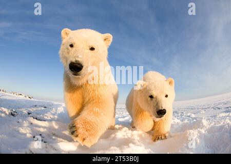 Orsi polari Ursus maritimus vista ad ampio angolo di un paio di curiosi cuccioli di primavera lungo Bernard Spit durante il congelamento autunnale, area 1002, Alaska Foto Stock