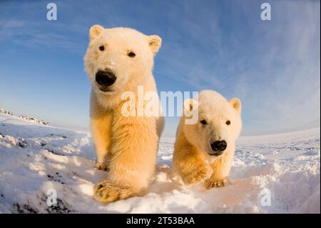 Orsi polari Ursus maritimus vista ad ampio angolo di un paio di curiosi cuccioli di primavera lungo Bernard Spit durante il congelamento autunnale dell'area 1002 ANWR kaktovik Alaska Foto Stock