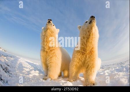 Orsi polari Ursus maritimus vista ad ampio angolo di un paio di curiosi cuccioli di primavera lungo Bernard Spit durante il congelamento autunnale dell'area 1002 ANWR kaktovik Alaska Foto Stock