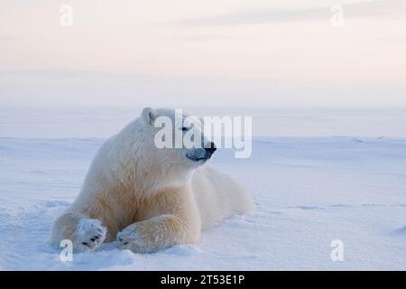 L'orso polare Ursus maritimus si appoggia sul ghiaccio appena formato durante il congelamento autunnale al largo dei 1002 Are ANWR kaktovik Barter Island Alaska Foto Stock