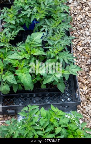 Una varietà di piantine di pomodoro molto salutari che vengono indurite all'esterno prima di essere piantate in primavera. Foto Stock