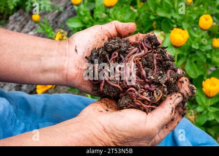 Vermicultura nel giardinaggio biologico. Un giardiniere con due mani pieno di vermi compost. Foto Stock