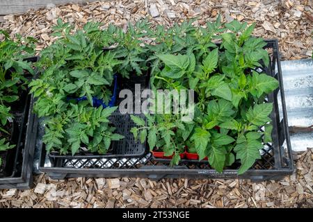 Una varietà di piantine di pomodoro molto salutari che vengono indurite all'esterno prima di essere piantate in primavera. Foto Stock