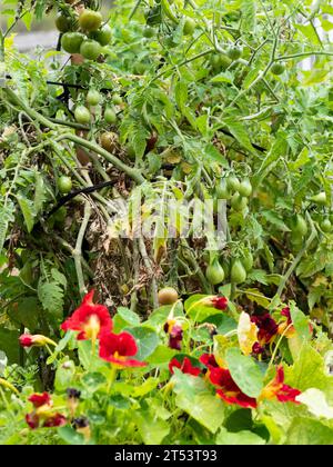 Una massa di pomodori verdi che maturano sulle piante con Nasturzi a fiore rosso davanti in un orto Foto Stock