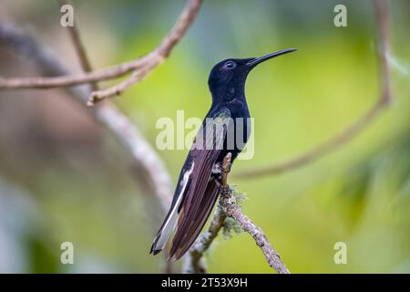 Vista laterale di un giacobino nero arroccato su un ramo con sfondo sfocato, Itatiaia, Rio de Janeiro, Brasile Foto Stock