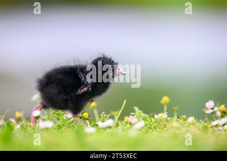 Pulcino Pukeko che sbatte le ali e cammina tra fiori selvatici con uno sfondo naturale liscio. Auckland. Foto Stock