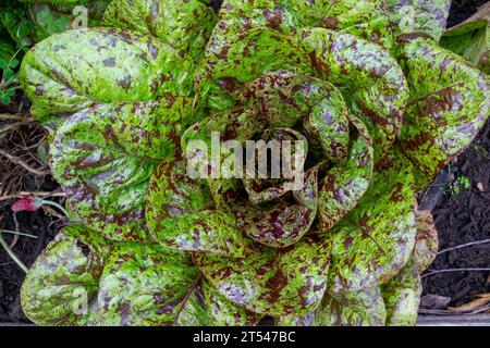 La lattuga tipo romaine/cos è nota come Flashy Trout back con le sue foglie macchiate di vino Foto Stock