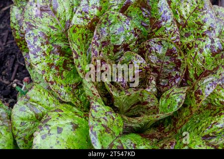 La lattuga tipo romaine/cos è nota come Flashy Trout back con le sue foglie macchiate di vino Foto Stock