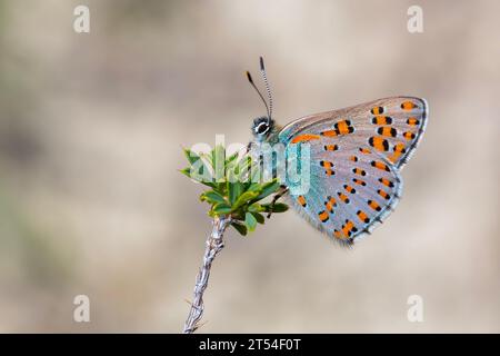 Piccola farfalla su erba secca, Tomares di Romanoff, Tomares dobrogensis Foto Stock