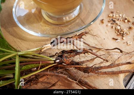 Primo piano delle radici di tarassolo fresco con una tazza di tè alle erbe sullo sfondo Foto Stock