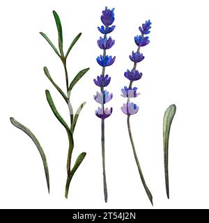 Fiori di lavanda isolati in stile acquerello. Fiore acquerello per sfondo, texture, pattern, cornice. Foto Stock
