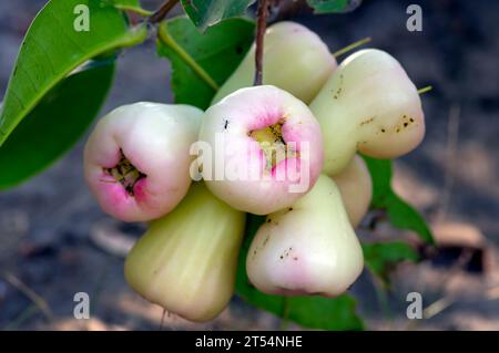 Mele d'acqua giovani frutti (Syzygium aqueum) sul suo albero, note come mele di rose o mele di rose acquose. Foto Stock