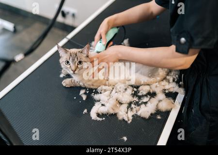 Ritratto dall'alto dell'adorabile cura dei gatti nel salone di bellezza per animali domestici, guardando la fotocamera. Mani ravvicinate di un gatto da taglio non riconoscibile, si prende cura di te Foto Stock