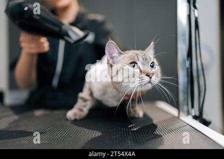 Chiudi la bocca dell'asciugatura dei gatti bagnati sotto l'asciugacapelli dopo la rasatura e il bagno nel salone di bellezza. Il parrucchiere Master PET offre un servizio professionale Foto Stock