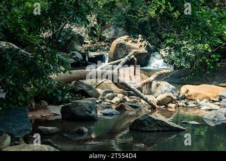 Torrente d'acqua dalle cascate di Aanaivaari Muttal situate nelle colline Kalvarayan vicino ad Attur, distretto di Salem, India. Foto Stock